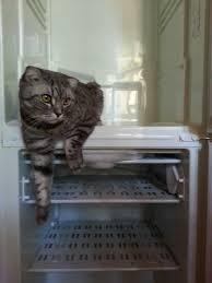 Примем старый холодильник за деньги.  Город Ростов-на-Дону кот.jpg